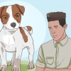 Att hålla en jack russell terrier lycklig