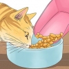 Få en katt att sluta jama