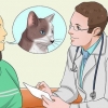 Medicinera en katt