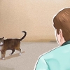 Tämja en katt