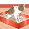 Att ge en katt ett lavemang hemma