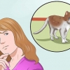 Träna en katt att vara säker ute och vara en bra muser