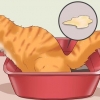 Hur man botar en katt från förstoppning