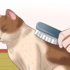 Att ta hand om en katt