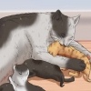 Uppfostra en kattunge