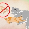 Att få en kattunge att älska vatten