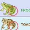 Att skilja en groda från en padda