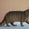 Identifiera en maine coon