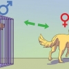 Att lugna en hanhund när en hona är brunstig