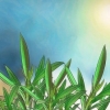 Beskärning av en oleander