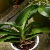 Plantera om en orkidé