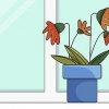 Att rädda en övergödslad planta