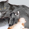 Mata en nyfödd kattunge