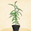 Plantera ett persikoträd