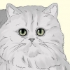 Identifiera en perserkatt