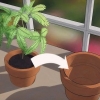 Plantera om en växt