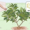 Beskärning av en plumeria