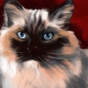 Känner igen en ragdoll