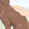 Identifiera en renrasig labrador retrievervalp