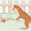Att välja en shiba inu-valp