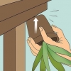 Återuppliva en döende aloe vera-växt