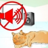 Tröstar en döende katt