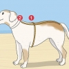 Sticka en tröja till en hund