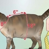 Att göra en sele för din knubbiga katt
