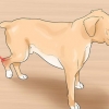 Behandla en stukning hos en hund