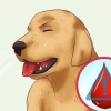 Hur man tar bort en ''rävsvans'' från en hunds näsa
