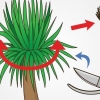 Beskär en yucca