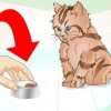 Låta en sjuk kattunge äta