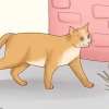 Tämja en herrelös katt