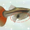 Ta reda på om din guppy är dräktig