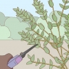 Förvaring av eucalyptus