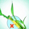 Odla lucky bamboo