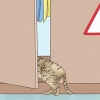 Inse att en katt ska föda