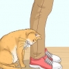 Inse om en katt är en herrelös katt