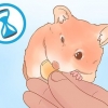 Att bestämma kön på din hamster