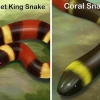Att kunna se skillnad på en kingsnake och en coralsnake