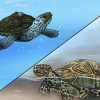 Se skillnaden mellan vattenlevande sköldpaddor, terrapins och sköldpaddor