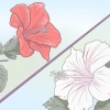 Växande hibiscus