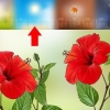 Förökning av hibiscus