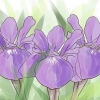 Växande iris