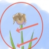 Ta hand om iris när blommorna dör