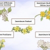 Odla jasmine
