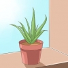 Ta hand om din aloe vera