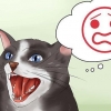 Att lugna din arga katt