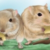 Gör din gerbil glad