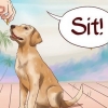 Lär din hund grundläggande kommandon